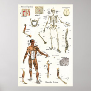 Skeletal människa och muskelanatomiaffisch 24 x 36 poster