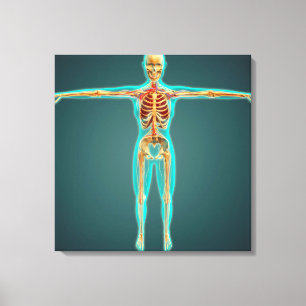 Skeletal system för människokroppvisning, artär canvastryck