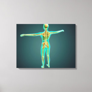 Skeletal system för människokroppvisning, artär canvastryck