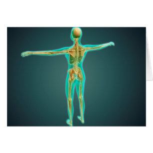 Skeletal system för människokroppvisning, artär hälsningskort