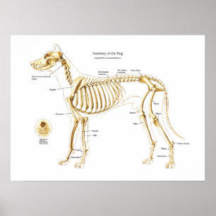 Skeletnisk anatomi hos Hund Poster
