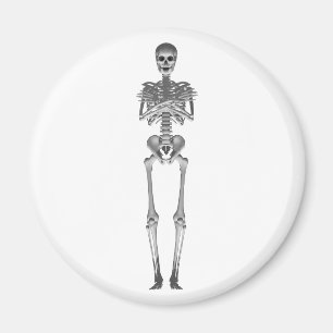 Skeleton 3d-modell: magnet