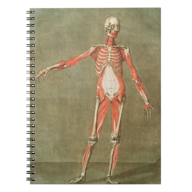 SKELETON ANATOMY BONES BODY GRAVE MUSCLE ANATOMY I ANTECKNINGSBOK (Framsidan)