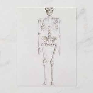 Skeleton av Australopithecus africanus Vykort