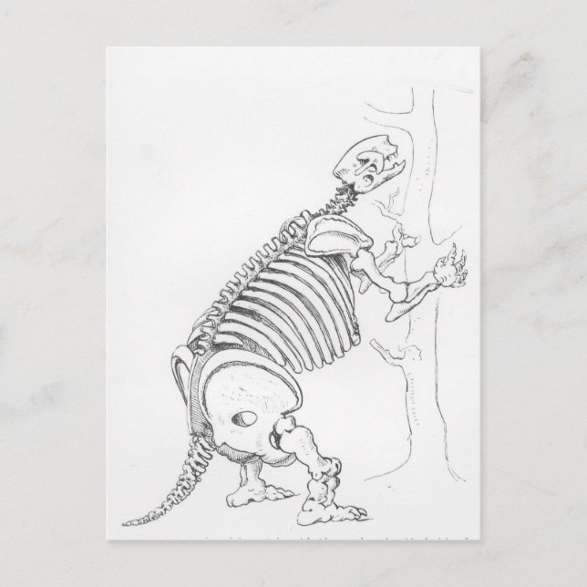 Skeleton av Mylodon Vykort (Framsida)