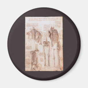 Skeleton-boner av mänskligt anatomi av Leonardo d Magnet