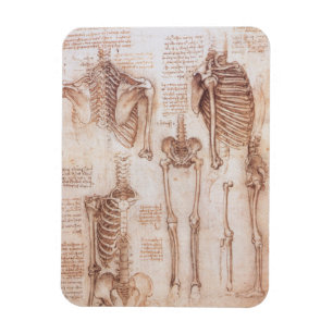 Skeleton-boner av mänskligt anatomi av Leonardo da Magnet