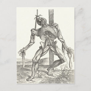 Skeleton Cadaver Corpse Anatomy Medical Vykort