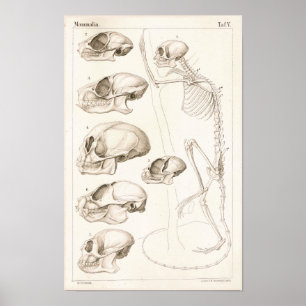 Skeleton Döskallar Apor Veterinary Anatomy Print Poster