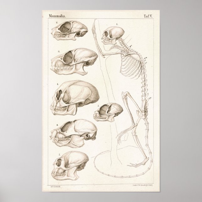 Skeleton Döskallar Apor Veterinary Anatomy Print Poster (Framsidan)