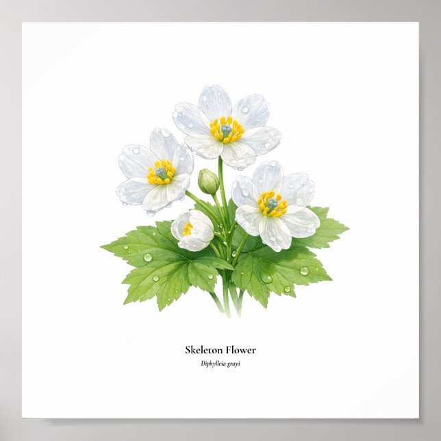 Skeleton Flower Botanical Illustration – Art Print Poster (Framsidan)