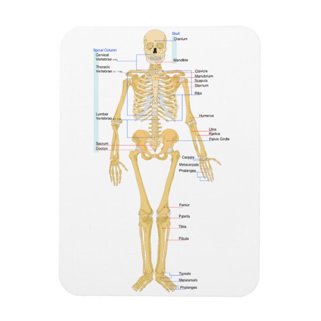 Skeleton för Läkare Magnet (Vertikal)