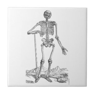 Skeleton Kakelplatta