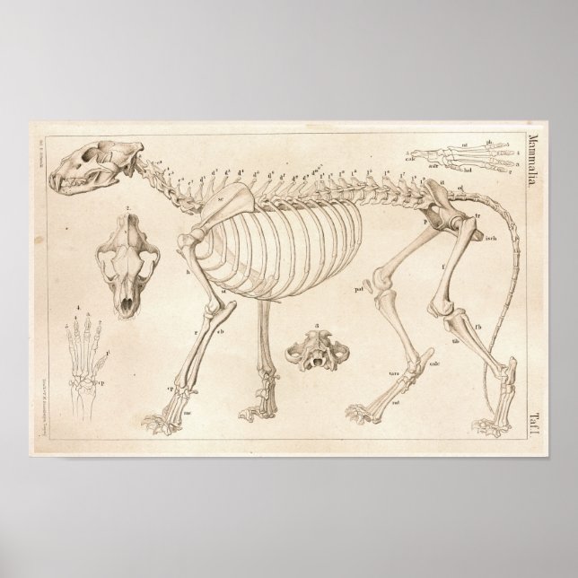 Skeleton Lejon Veterinary Anatomy Print Poster (Framsidan)