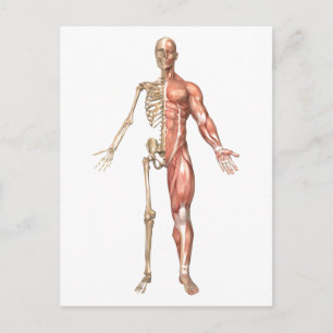 Skeleton och muskelsystemet, framsidan vykort