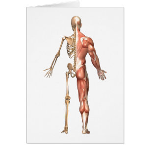 Skeleton och muskelsystemet, rygg hälsningskort