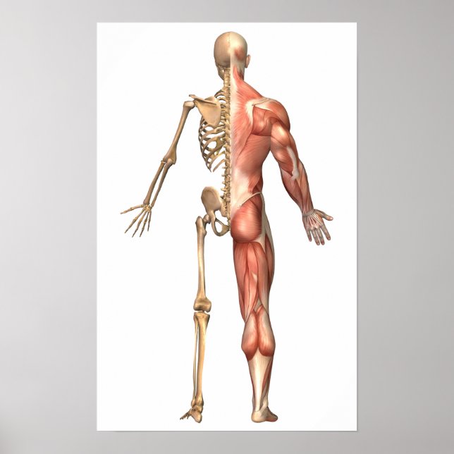 Skeleton och muskelsystemet, rygg poster (Framsidan)