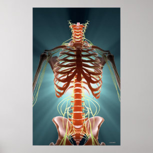 Skeleton och Nerves Poster