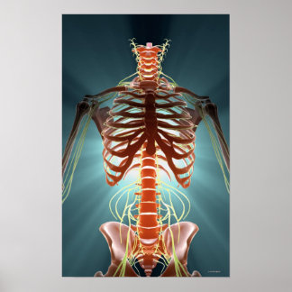 Skeleton och Nerves Poster