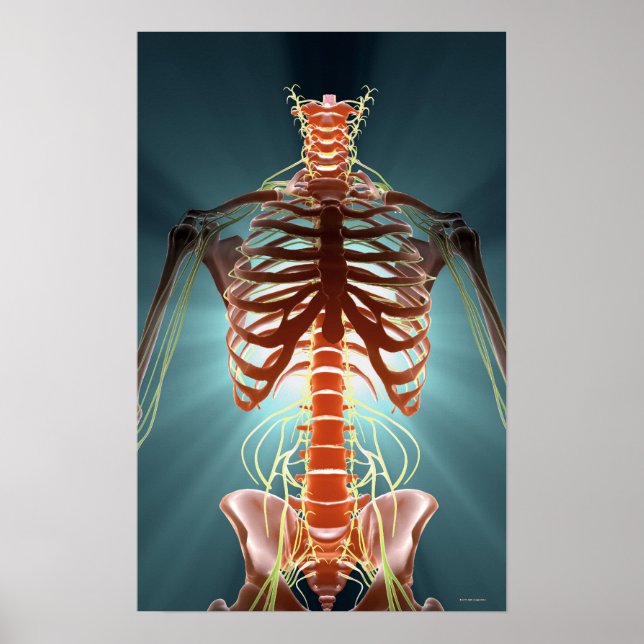 Skeleton och Nerves Poster (Framsidan)