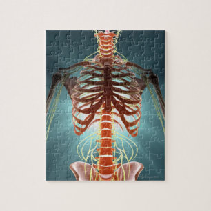 Skeleton och Nerves Pussel
