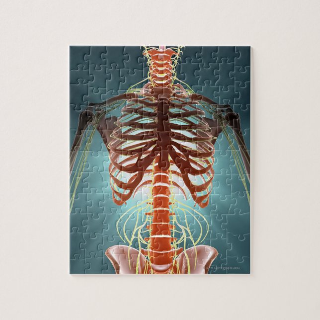 Skeleton och Nerves Pussel (Vertikal)