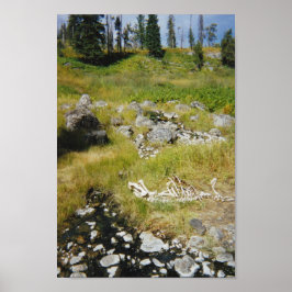 Skeleton of Elk Poster