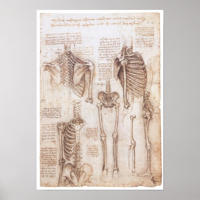 Skeleton Studies, Leonardo Da Vinci, 1510 Poster (Framsidan)