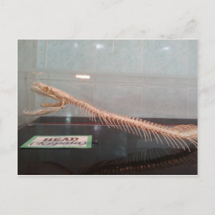 Skeleton vykort för Snake Head Skeleton