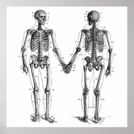 Skeletondiagram med numrerade vintagar poster