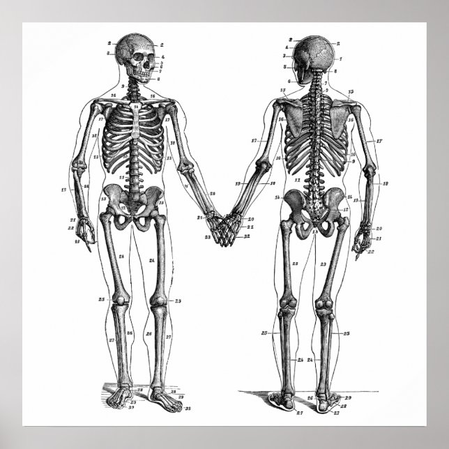 Skeletondiagram med numrerade vintagar poster (Framsidan)