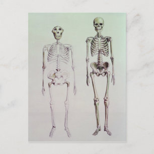 Skeletoner av Australopithecus Boisei Vykort