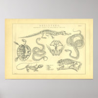 Skeletoner av reptiles Snake Turtle Frog