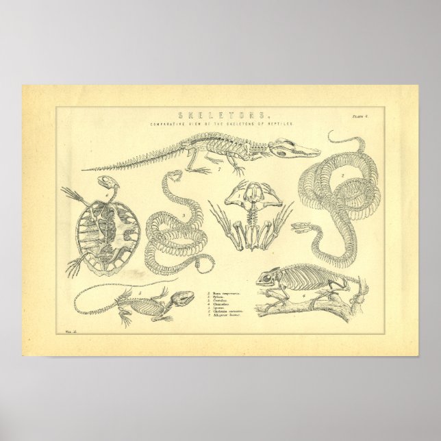 Skeletoner av reptiles Snake Turtle Frog Poster (Framsidan)