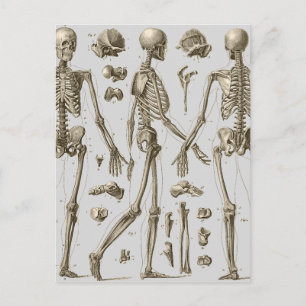 Skeletoner från Brockhaus & Efron Encyklopedia Vykort