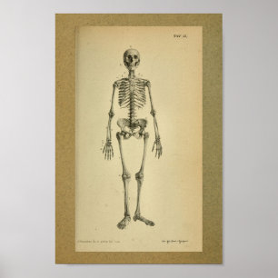 Skelett 1850 för vintageanatomitryck poster