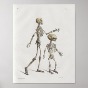 Skelett 1867 benar ur det medicinska trycket för poster