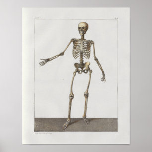 Skelett 1867 benar ur det medicinska trycket för poster