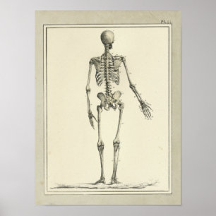 Skelett- anatomitryck för vintage 1831 poster