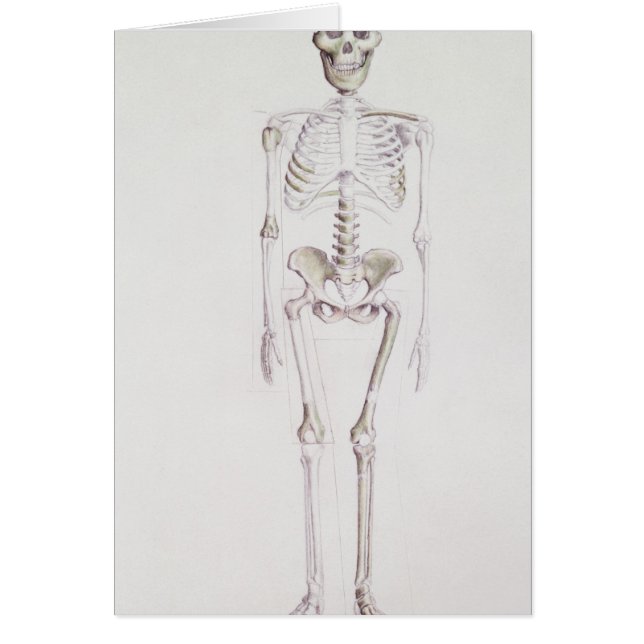 Skelett av Australopithecusafricanusen Hälsningskort (Framsidan)