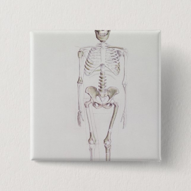 Skelett av Australopithecusafricanusen Knapp (Framsida)