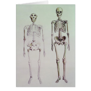 Skelett av australopithecusen Boisei Hälsningskort