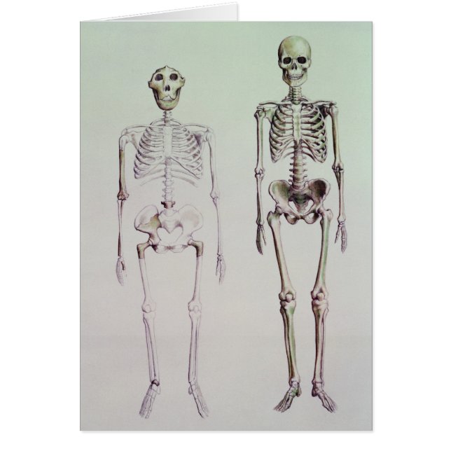 Skelett av australopithecusen Boisei Hälsningskort (Framsidan)
