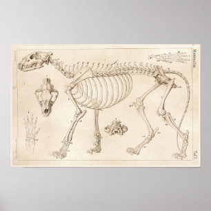 Skelett av det lejona veterinär- anatomitrycket poster