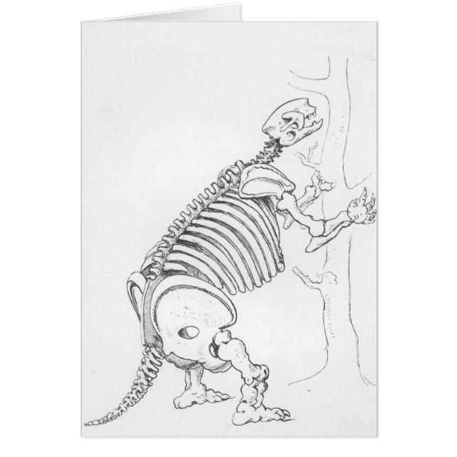 Skelett av en Mylodon Hälsningskort (Framsidan)