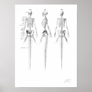 Skelett av sjöjungfru poster