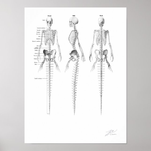 Skelett av sjöjungfru poster (Framsidan)