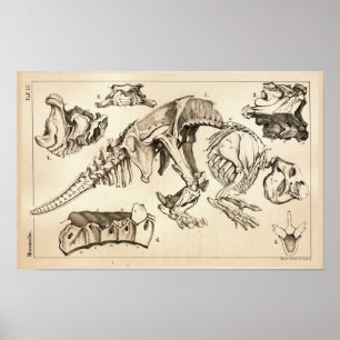 Skelett- djurt anatomitryck för fossil- ben poster