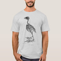 Skelett- etsning för vintagebebisfågel