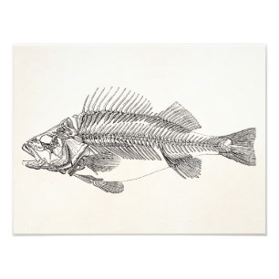 Skelett för vintagePerchfisk - fiskmall Fototryck
